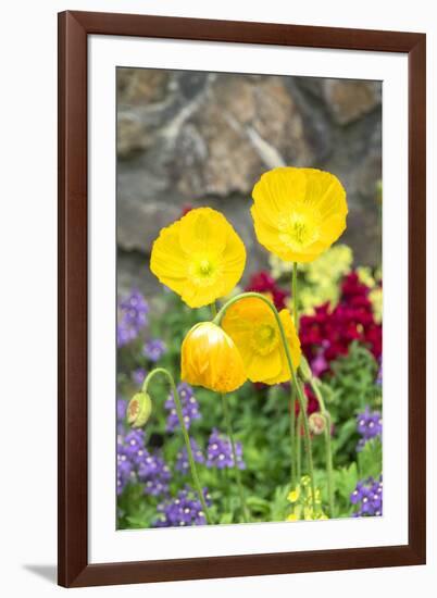 Iceland Poppy in a garden, Kennett Square, Pennsylvania, USA-Lisa S. Engelbrecht-Framed Premium Photographic Print