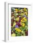 Iceland Poppy in a garden, Kennett Square, Pennsylvania, USA-Lisa S^ Engelbrecht-Framed Photographic Print