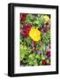 Iceland Poppy, Kennett Square, Pennsylvania, Usa-Lisa S. Engelbrecht-Framed Photographic Print