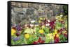Iceland Poppy, Kennett Square, Pennsylvania, Usa-Lisa S. Engelbrecht-Framed Stretched Canvas