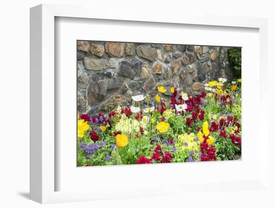 Iceland Poppy, Kennett Square, Pennsylvania, Usa-Lisa S. Engelbrecht-Framed Photographic Print