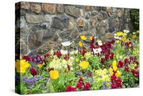 Iceland Poppy, Kennett Square, Pennsylvania, Usa-Lisa S. Engelbrecht-Stretched Canvas