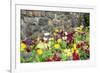 Iceland Poppy, Kennett Square, Pennsylvania, Usa-Lisa S. Engelbrecht-Framed Premium Photographic Print