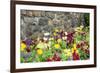 Iceland Poppy, Kennett Square, Pennsylvania, Usa-Lisa S. Engelbrecht-Framed Premium Photographic Print