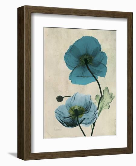 Iceland Poppy Moments-Albert Koetsier-Framed Art Print