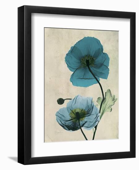 Iceland Poppy Moments-Albert Koetsier-Framed Art Print