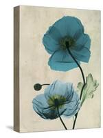 Iceland Poppy Moments-Albert Koetsier-Stretched Canvas