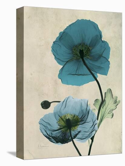 Iceland Poppy Moments-Albert Koetsier-Stretched Canvas