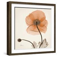 Iceland Poppy Orange-Albert Koetsier-Framed Photographic Print