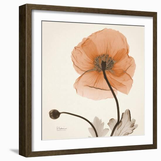 Iceland Poppy Orange-Albert Koetsier-Framed Photographic Print