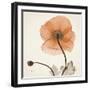 Iceland Poppy Orange-Albert Koetsier-Framed Photographic Print