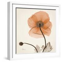 Iceland Poppy Orange-Albert Koetsier-Framed Photographic Print