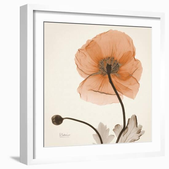 Iceland Poppy Orange-Albert Koetsier-Framed Photographic Print