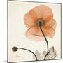 Iceland Poppy Orange-Albert Koetsier-Mounted Photographic Print