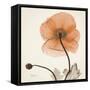 Iceland Poppy Orange-Albert Koetsier-Framed Stretched Canvas