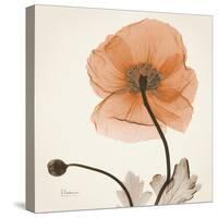 Iceland Poppy Orange-Albert Koetsier-Stretched Canvas