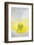 Iceland Poppy, Papaver Nudicaule, Close-Up-Andreas Keil-Framed Photographic Print