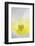 Iceland Poppy, Papaver Nudicaule, Close-Up-Andreas Keil-Framed Photographic Print