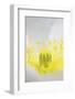 Iceland Poppy, Papaver Nudicaule, Close-Up-Andreas Keil-Framed Photographic Print