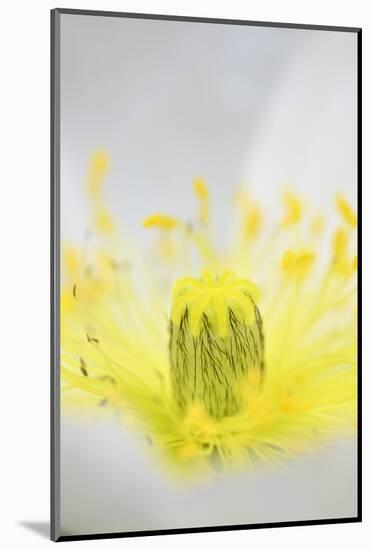 Iceland Poppy, Papaver Nudicaule, Close-Up-Andreas Keil-Mounted Photographic Print