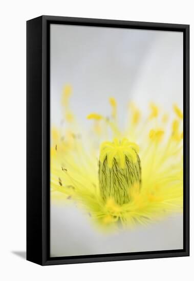 Iceland Poppy, Papaver Nudicaule, Close-Up-Andreas Keil-Framed Stretched Canvas