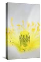 Iceland Poppy, Papaver Nudicaule, Close-Up-Andreas Keil-Stretched Canvas