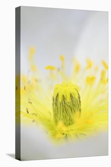 Iceland Poppy, Papaver Nudicaule, Close-Up-Andreas Keil-Stretched Canvas