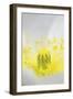 Iceland Poppy, Papaver Nudicaule, Close-Up-Andreas Keil-Framed Photographic Print