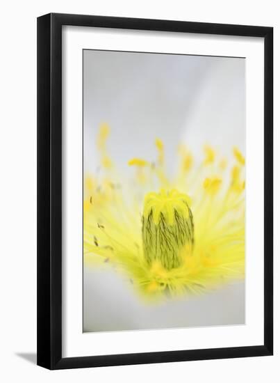 Iceland Poppy, Papaver Nudicaule, Close-Up-Andreas Keil-Framed Photographic Print