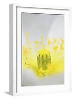 Iceland Poppy, Papaver Nudicaule, Close-Up-Andreas Keil-Framed Photographic Print