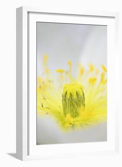 Iceland Poppy, Papaver Nudicaule, Close-Up-Andreas Keil-Framed Photographic Print