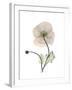 Iceland Poppy Portrait 1-Albert Koetsier-Framed Premium Giclee Print