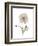 Iceland Poppy Portrait 1-Albert Koetsier-Framed Premium Giclee Print