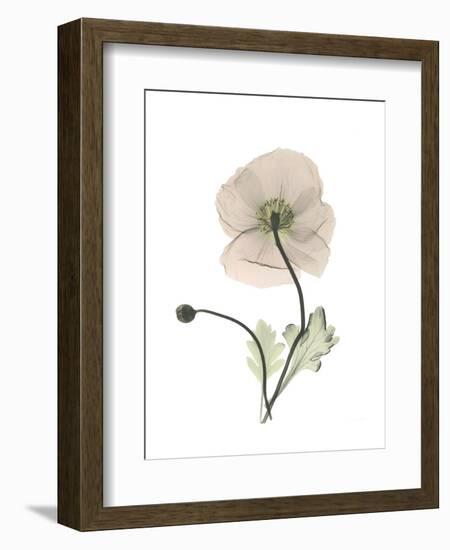 Iceland Poppy Portrait 1-Albert Koetsier-Framed Premium Giclee Print