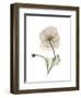 Iceland Poppy Portrait 1-Albert Koetsier-Framed Premium Giclee Print