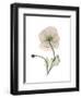 Iceland Poppy Portrait 1-Albert Koetsier-Framed Premium Giclee Print