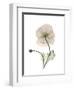 Iceland Poppy Portrait 1-Albert Koetsier-Framed Premium Giclee Print