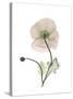 Iceland Poppy Portrait 1-Albert Koetsier-Stretched Canvas