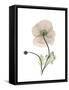 Iceland Poppy Portrait 1-Albert Koetsier-Framed Stretched Canvas