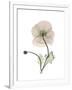 Iceland Poppy Portrait 1-Albert Koetsier-Framed Premium Giclee Print