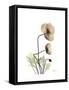 Iceland Poppy Portrait 2-Albert Koetsier-Framed Stretched Canvas