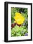 Iceland Poppy, Usa-Lisa S. Engelbrecht-Framed Photographic Print