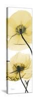 Iceland Poppy Yellow-Albert Koetsier-Stretched Canvas