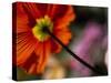 Iceland Poppy-Mitch Diamond-Stretched Canvas