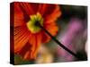 Iceland Poppy-Mitch Diamond-Stretched Canvas