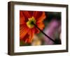 Iceland Poppy-Mitch Diamond-Framed Photographic Print