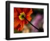 Iceland Poppy-Mitch Diamond-Framed Photographic Print