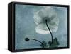 Iceland Poppy-Albert Koetsier-Framed Stretched Canvas