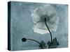 Iceland Poppy-Albert Koetsier-Stretched Canvas