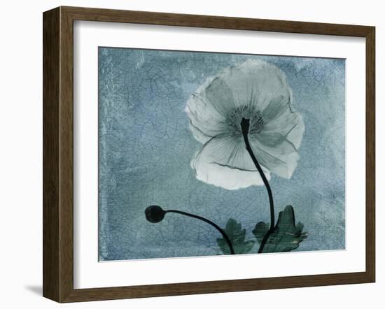 Iceland Poppy-Albert Koetsier-Framed Art Print